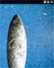 La planche lunaire